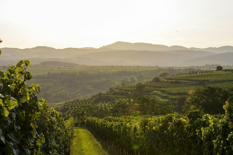 Misty mountains above the vineyards at dawn