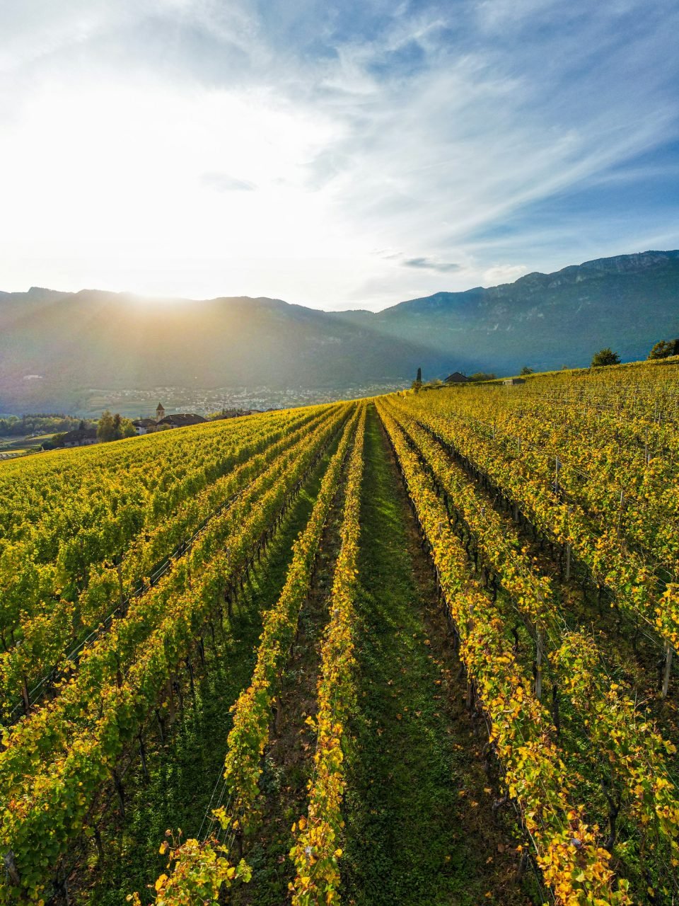 Vineyards running up to the mountains